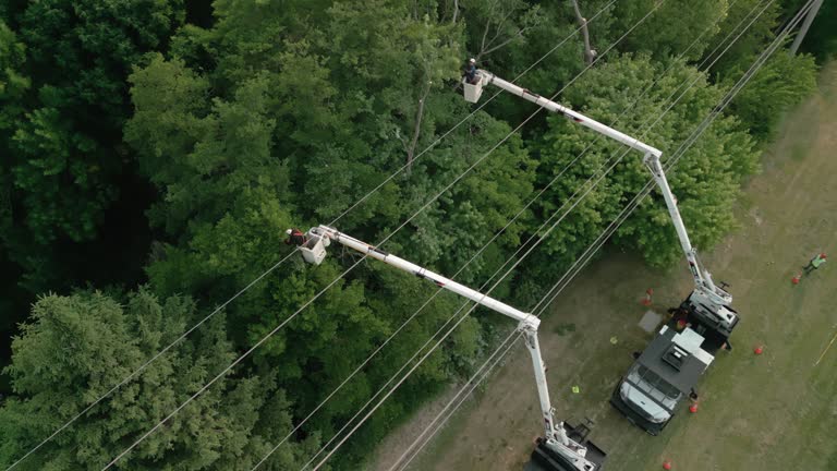 Professional Tree Care Services in Adelanto, CA