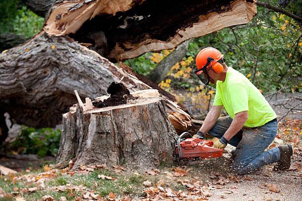 How Our Tree Care Process Works  in  Adelanto, CA