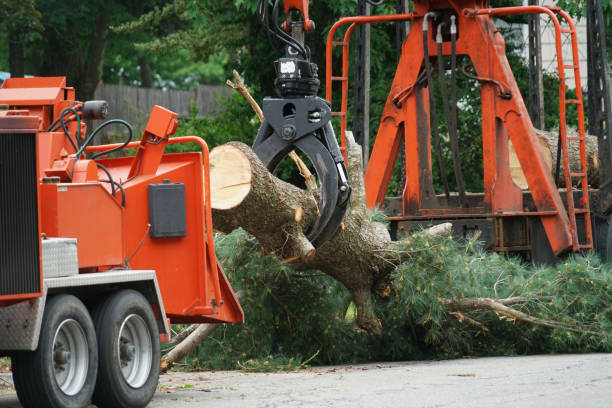 Best Commercial Tree Services  in Adelanto, CA